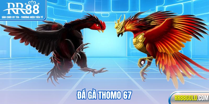 Đá gà Thomo 67